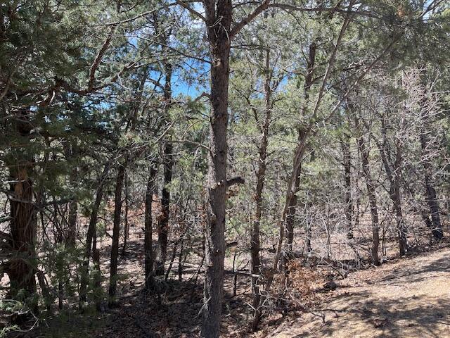 Sunlit pine forest with a dirt path winding through trees and a blue sky visible above the canopy.